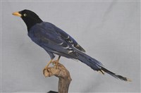 藏品(臺灣藍鵲)的圖片